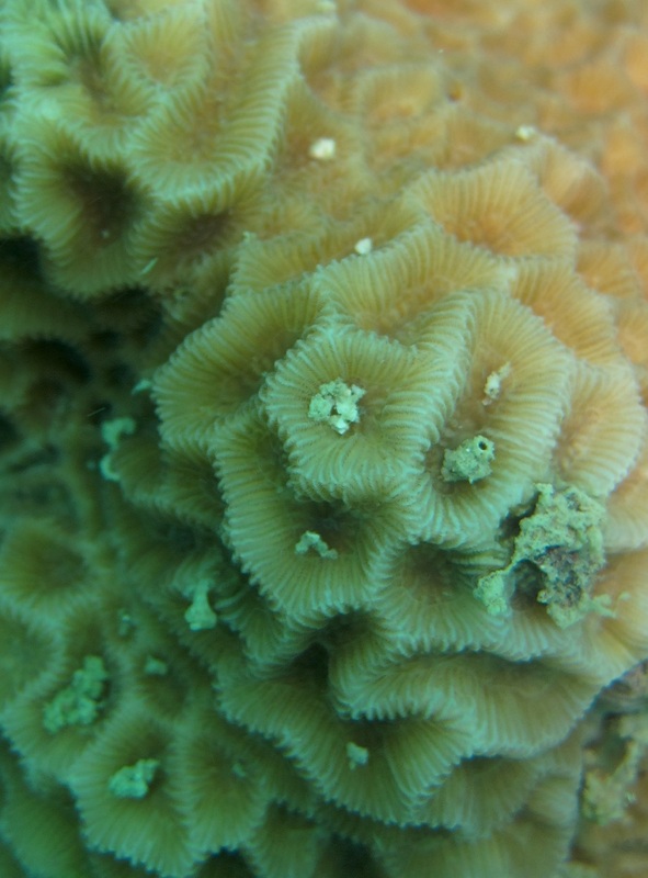 Coral Species 108