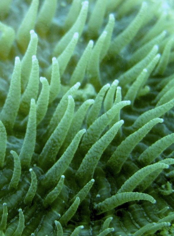 Coral Species 109