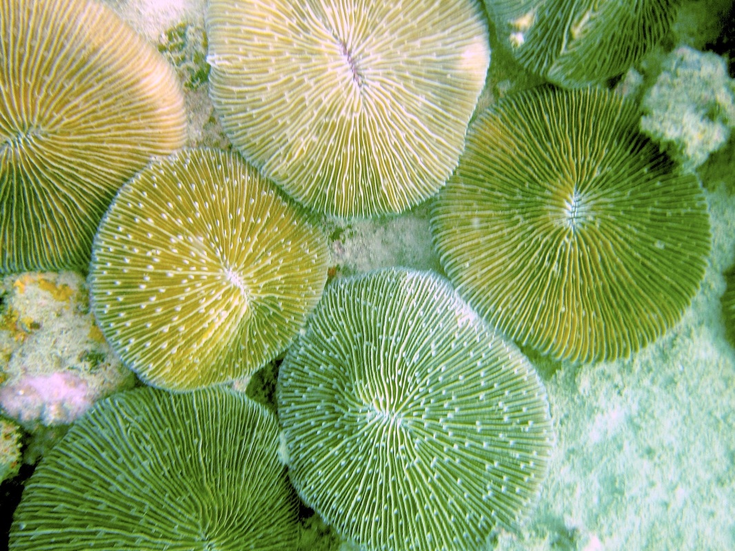Coral Species 110