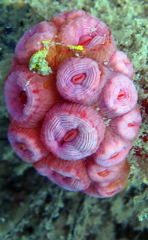 Coral Species 111