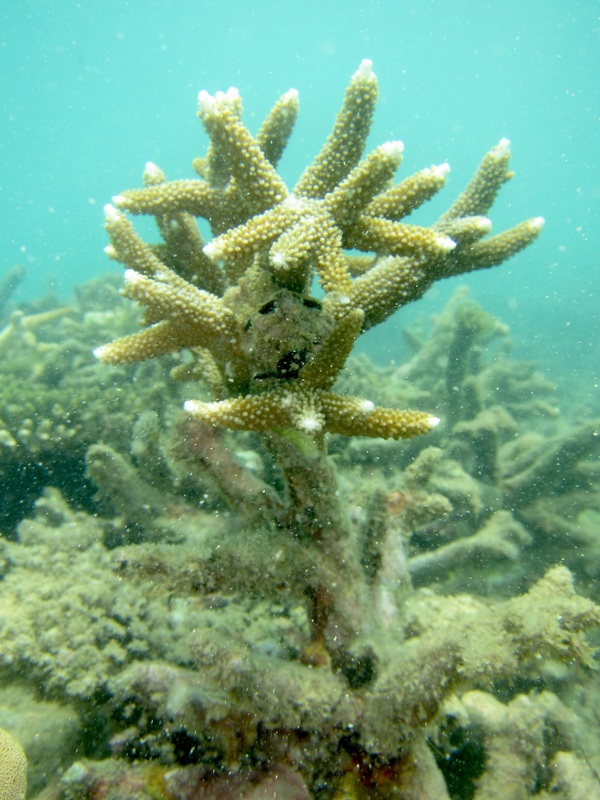 Coral Species 112