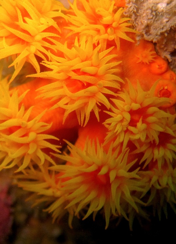 Coral Species 113