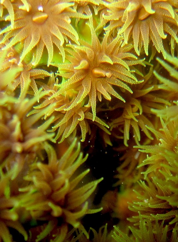 Coral Species 114