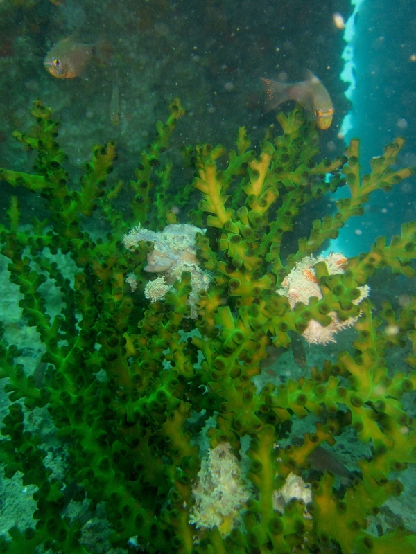 Coral Species 115