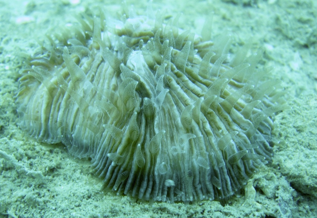 Coral Species 116