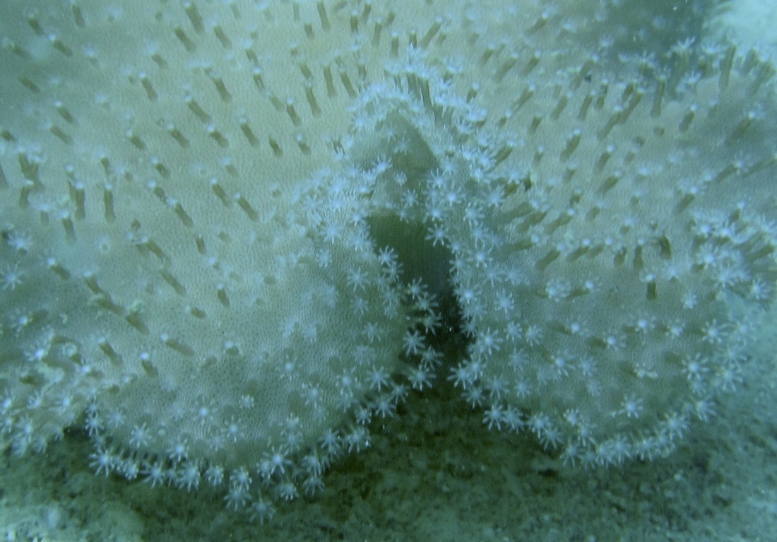 Coral Species 117