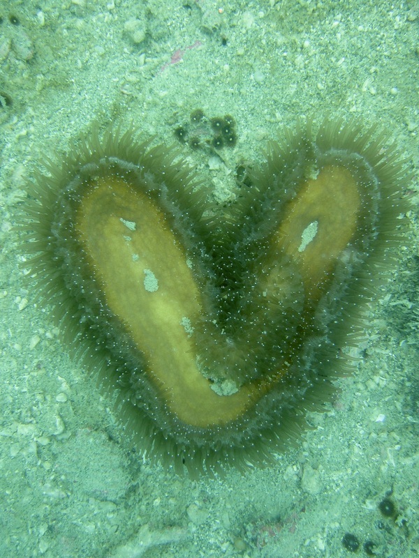 Coral Species 118