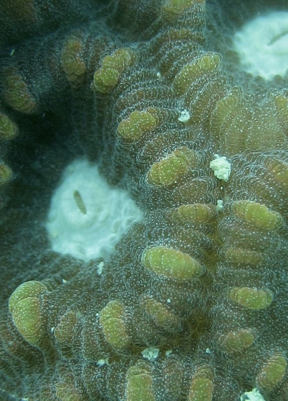 Coral Species 119