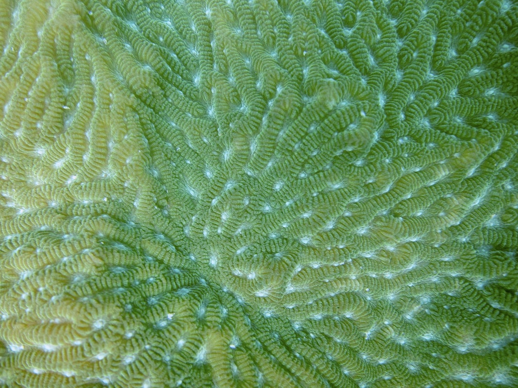Coral Species 120