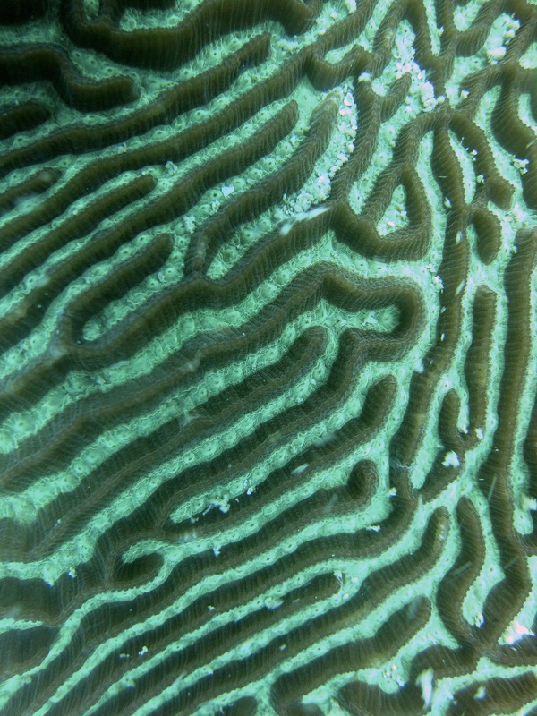 Coral Species 121