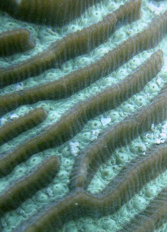 Coral Species 122