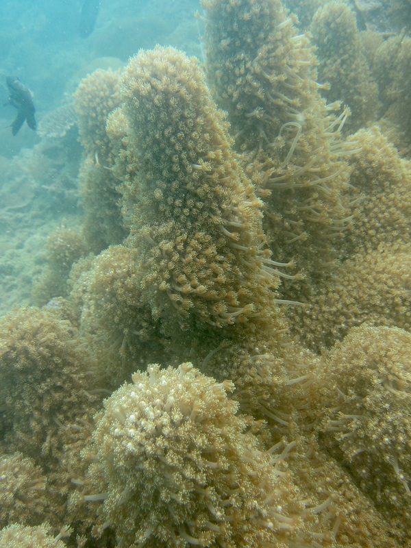 Coral Species 123
