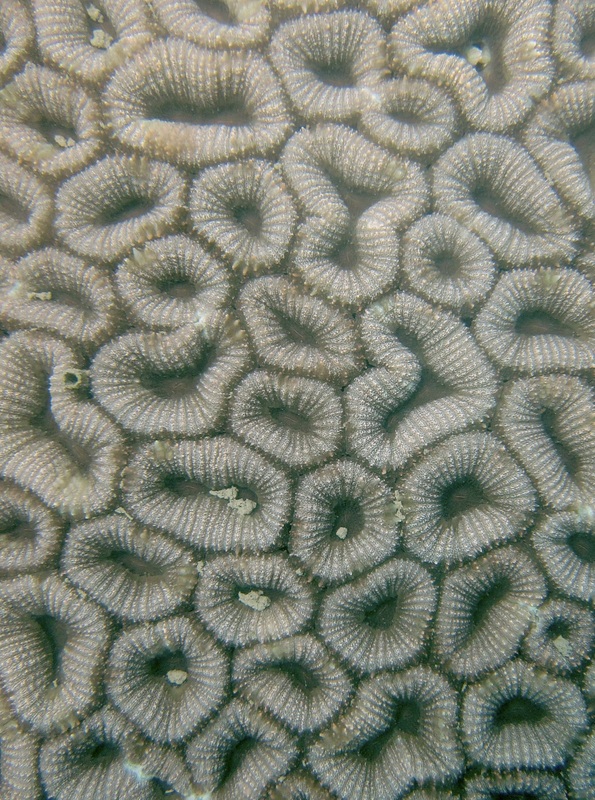 Coral Species 124