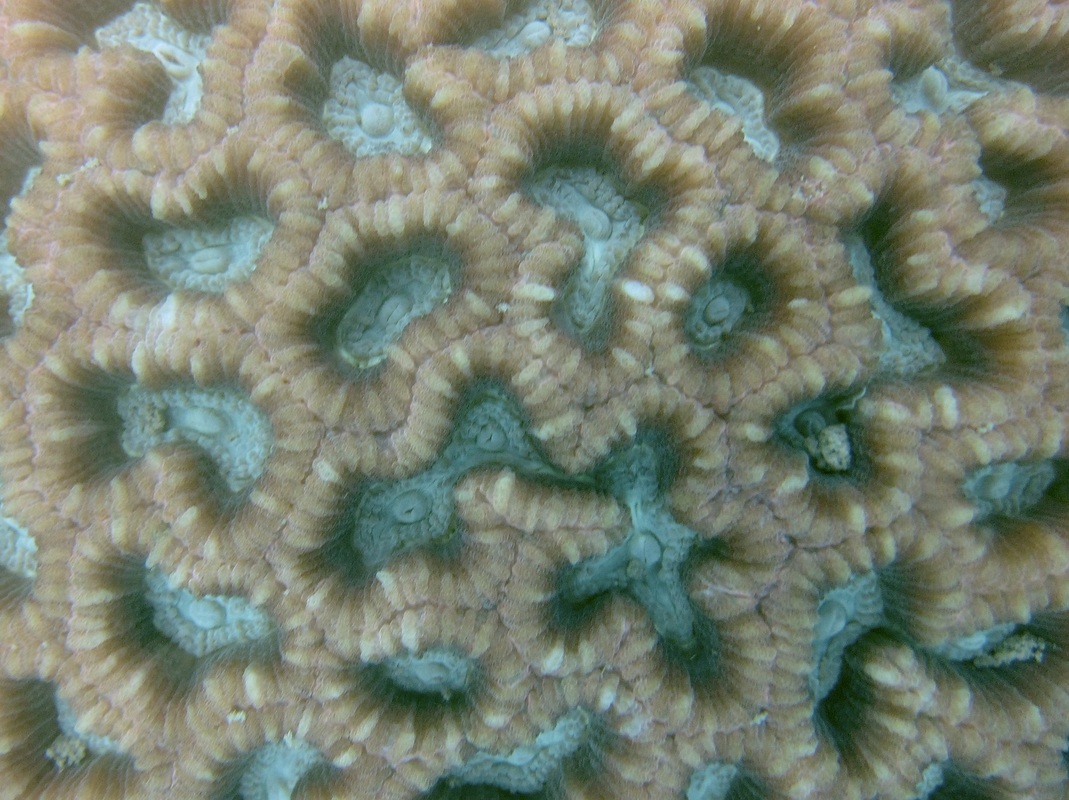 Coral Species 125