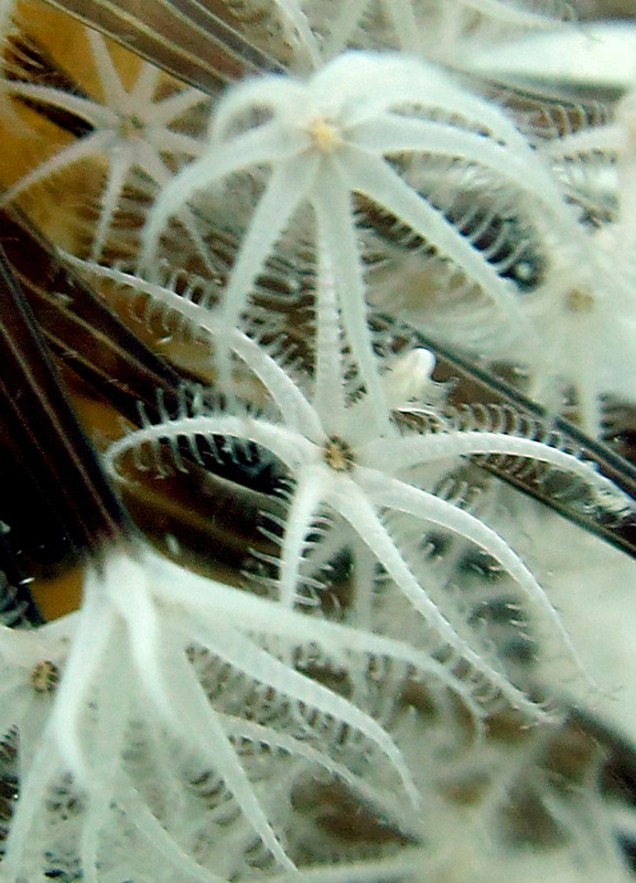 Coral Species 126