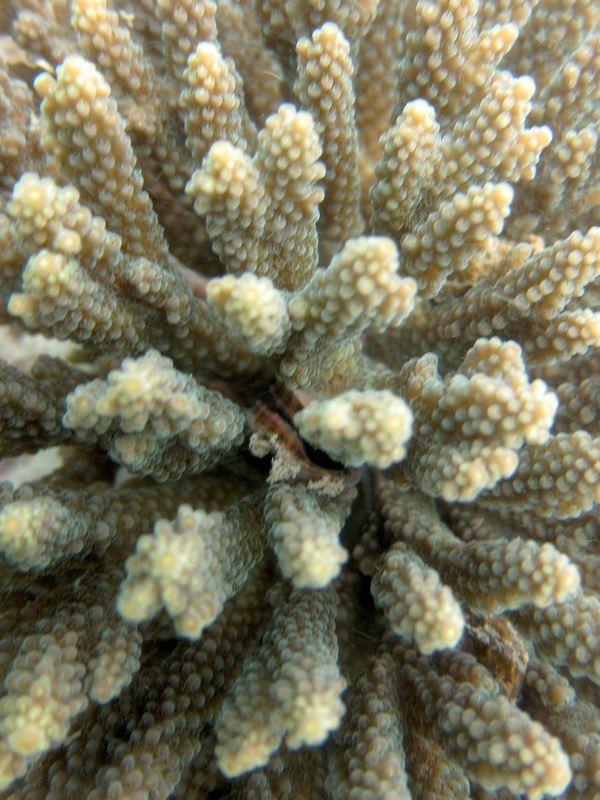 Coral Species 127