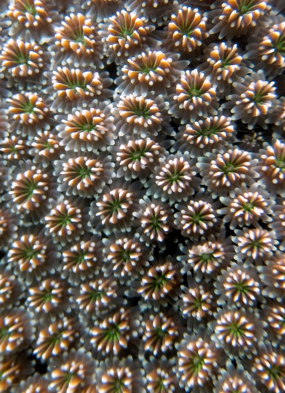 Coral Species 128