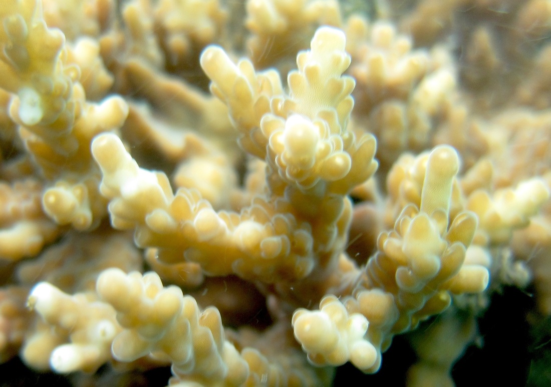 Coral Species 129