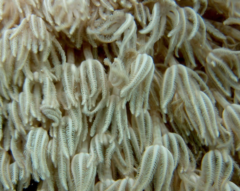 Coral Species 130