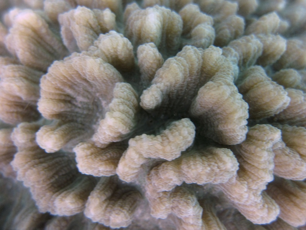 Coral Species 131