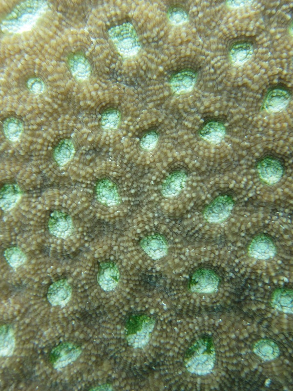 Coral Species 132