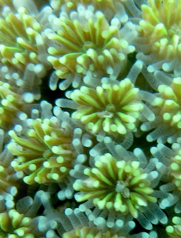 Coral Species 133