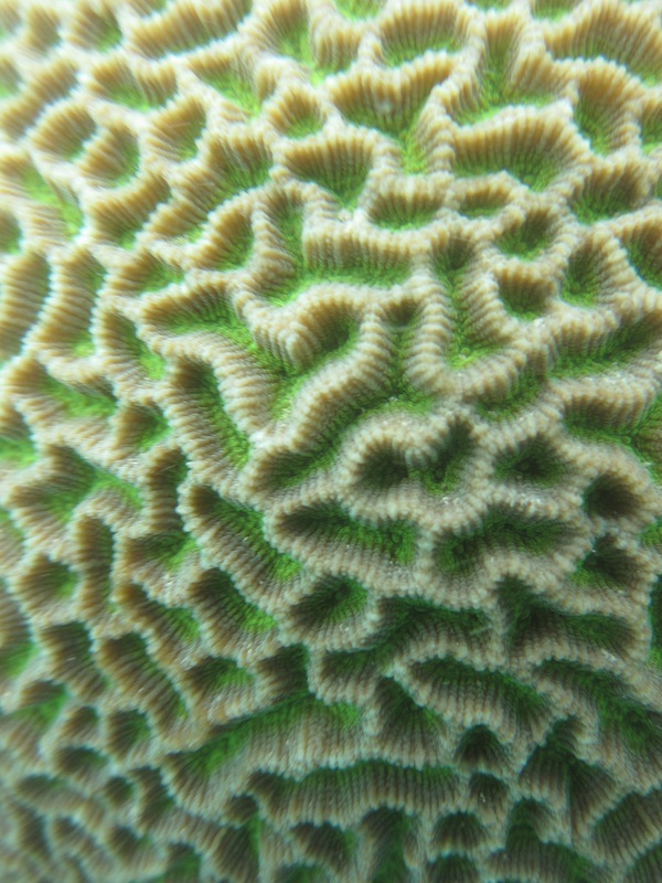 Coral Species 134