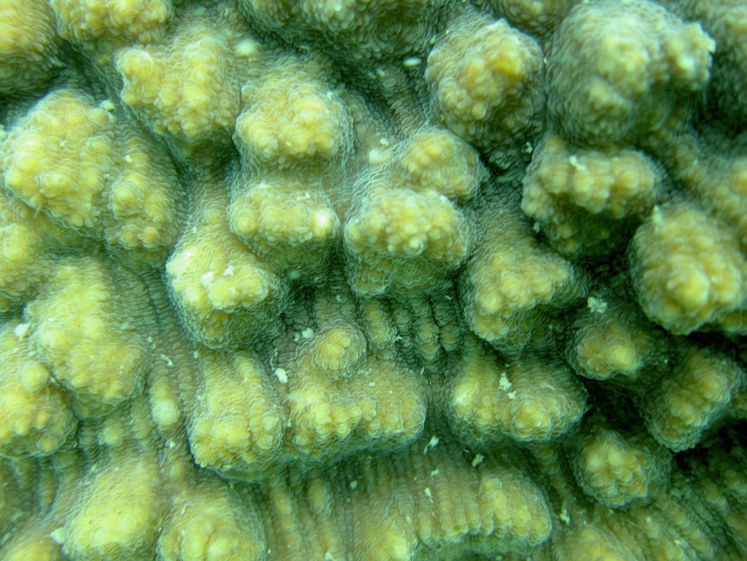 Coral Species 135