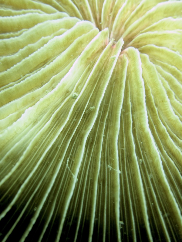 Coral Species 136