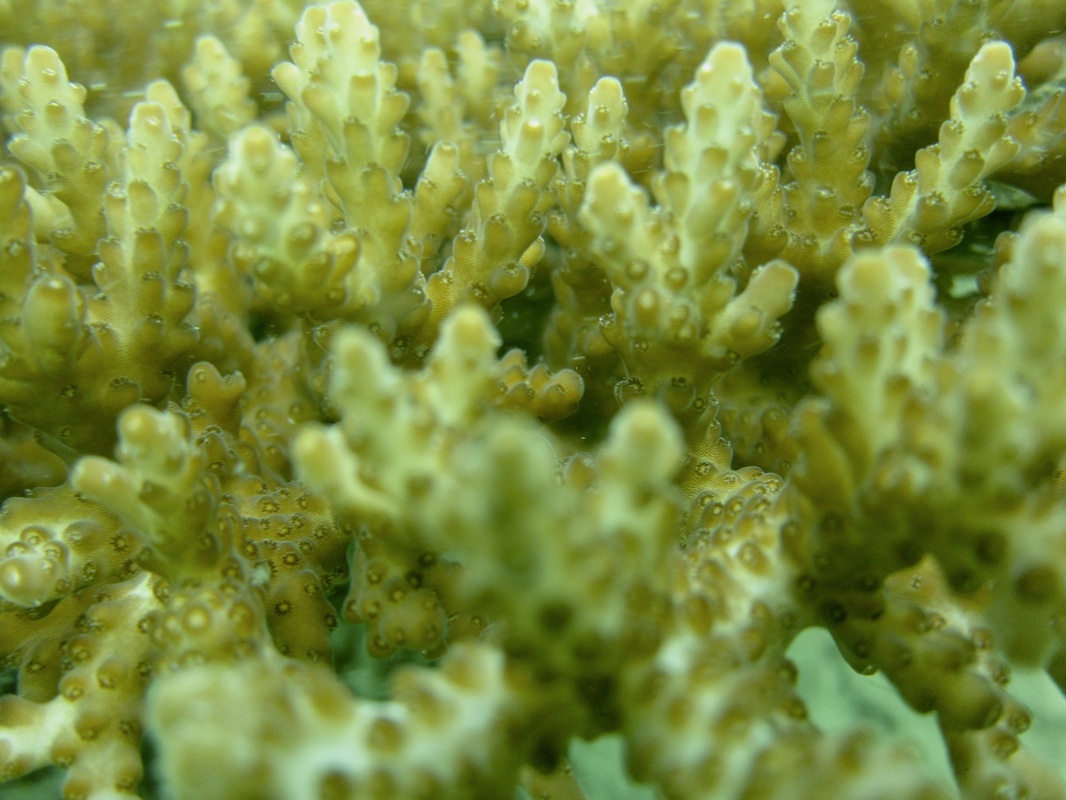 Coral Species 137