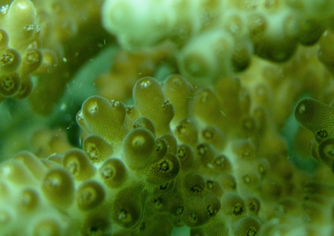 Coral Species 138
