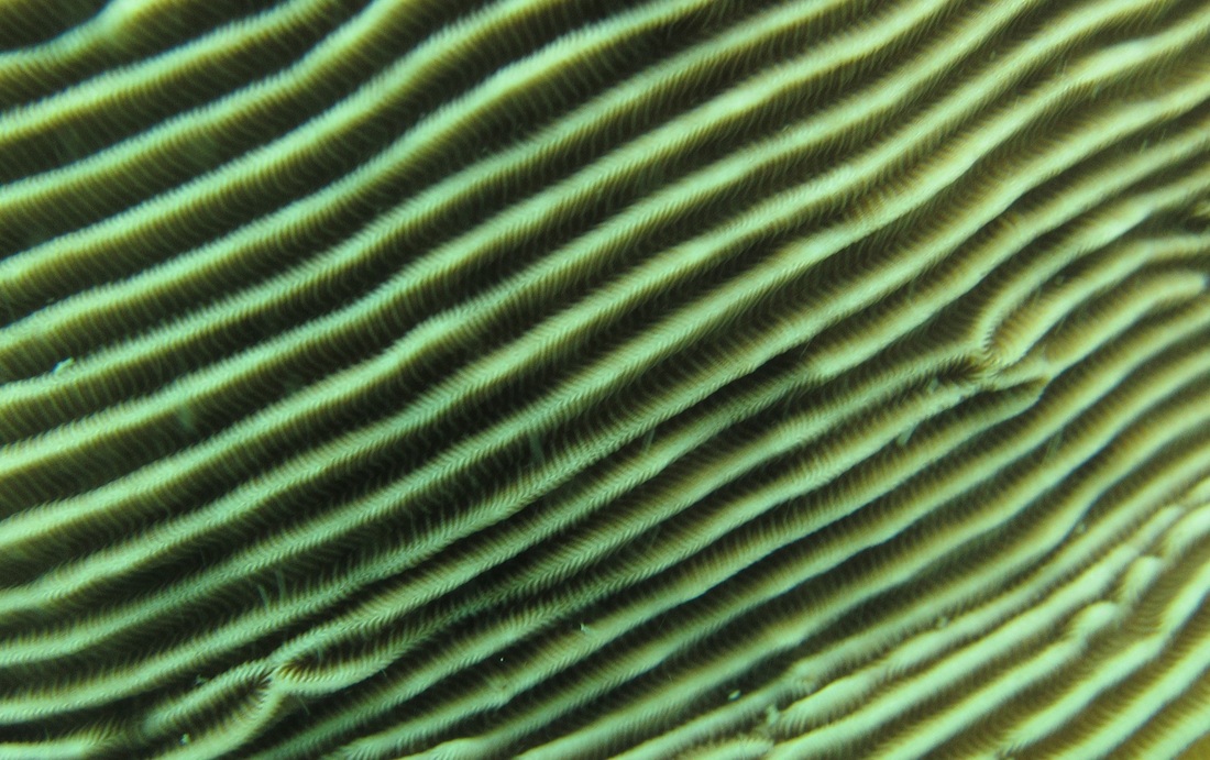 Coral Species 139