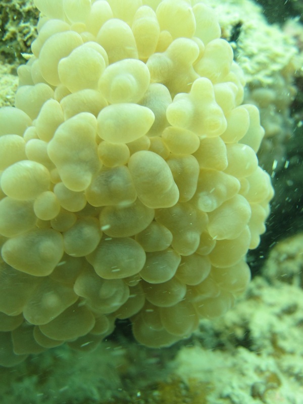 Coral Species 140
