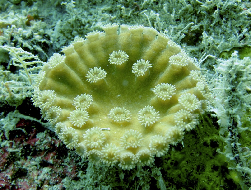 Coral Species 141