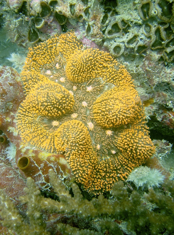 Coral Species 142