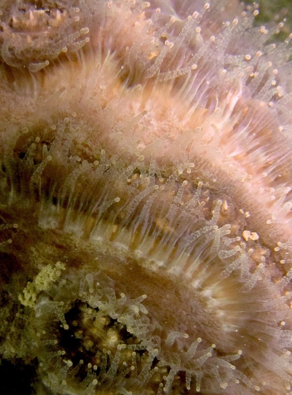Coral Species 143