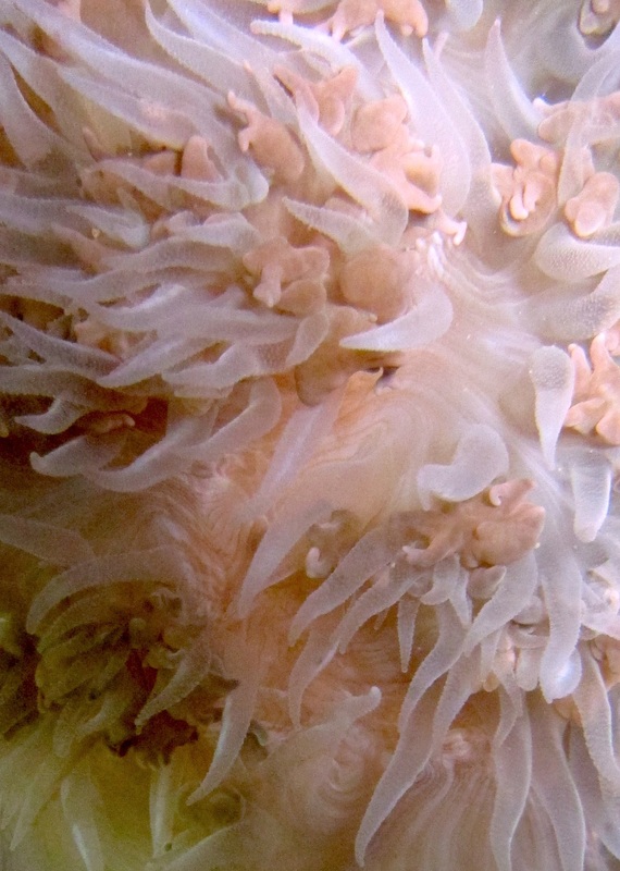 Coral Species 144