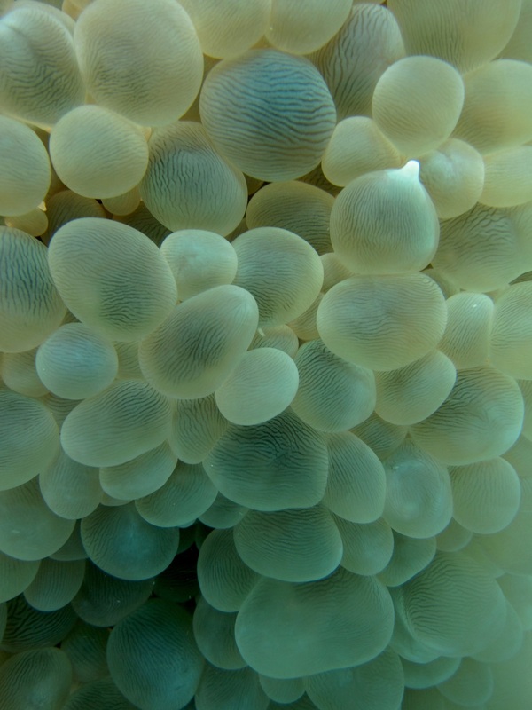 Coral Species 145