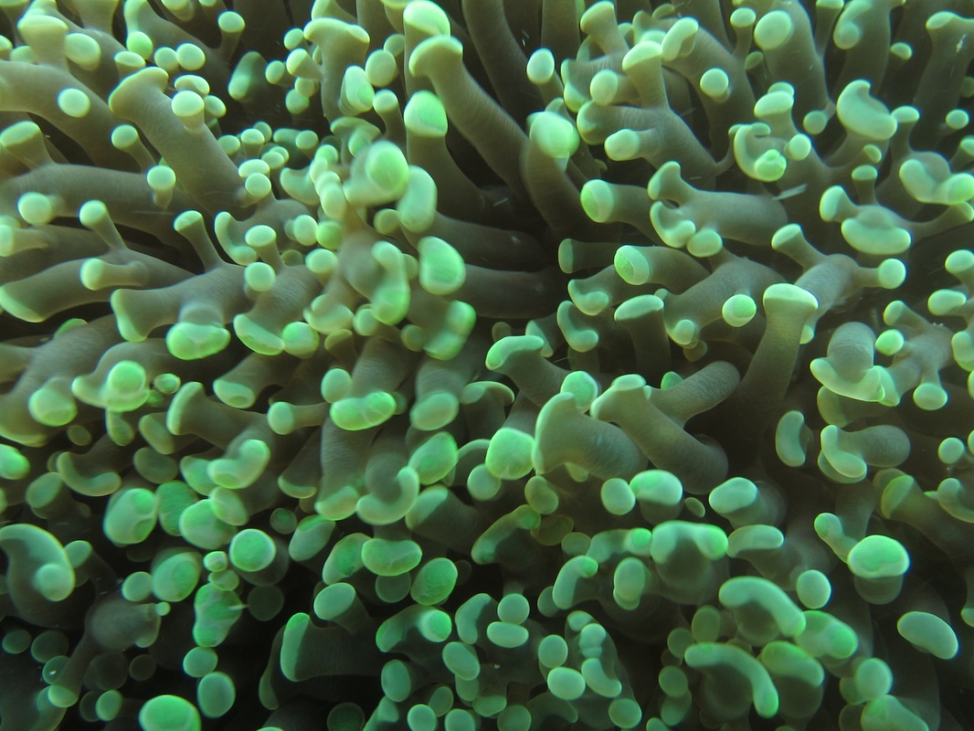 Coral Species 146
