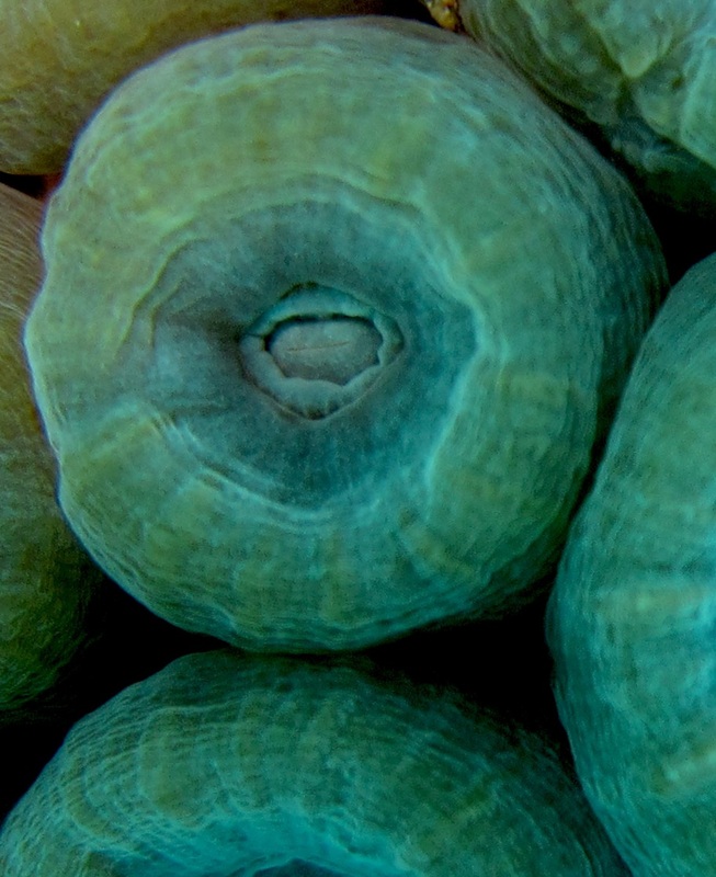 Coral Species 147