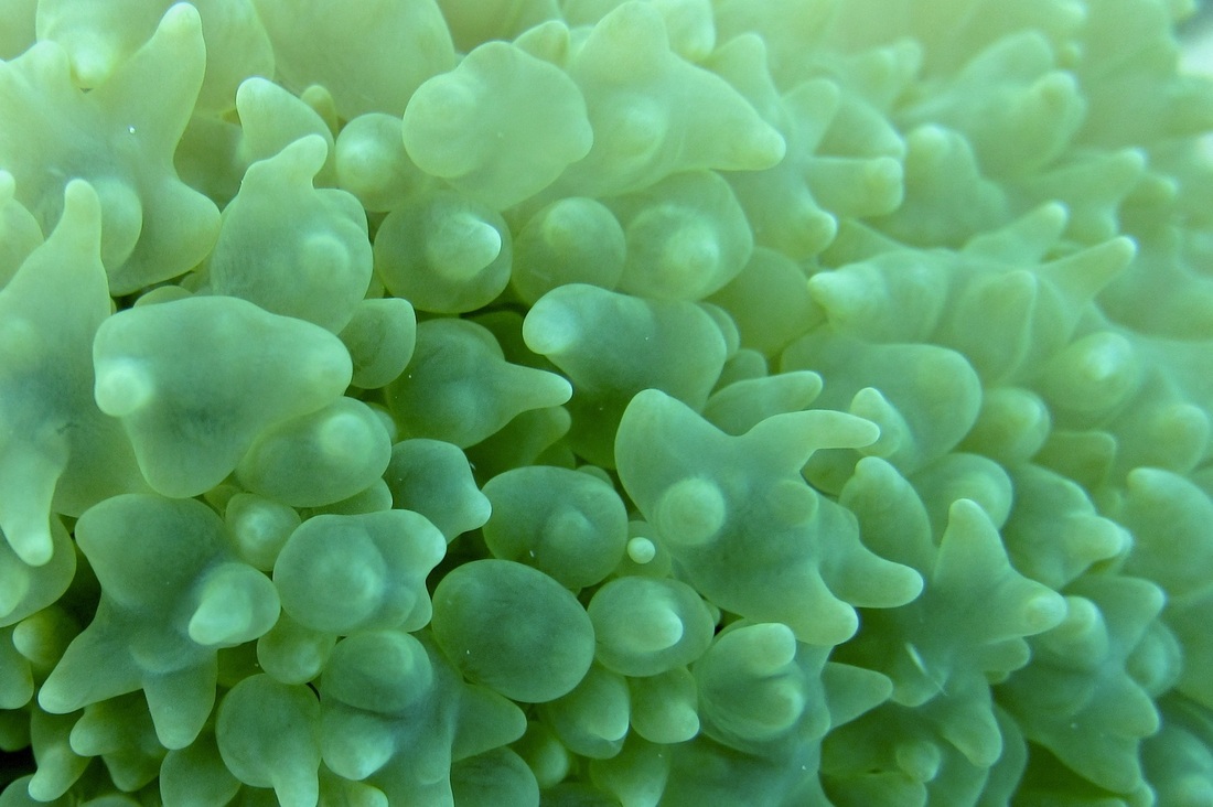 Coral Species 148