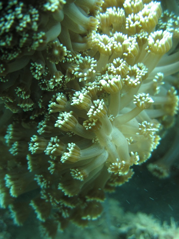Coral Species 149