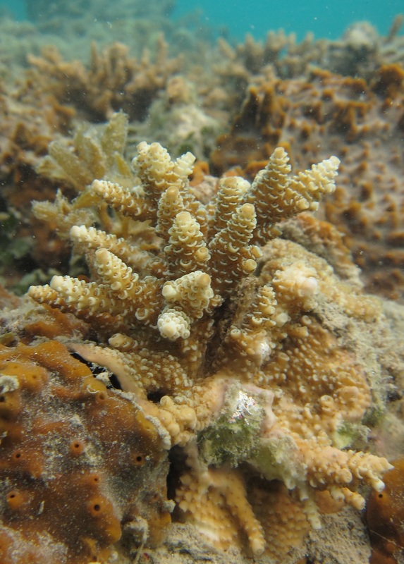 Coral Species 150