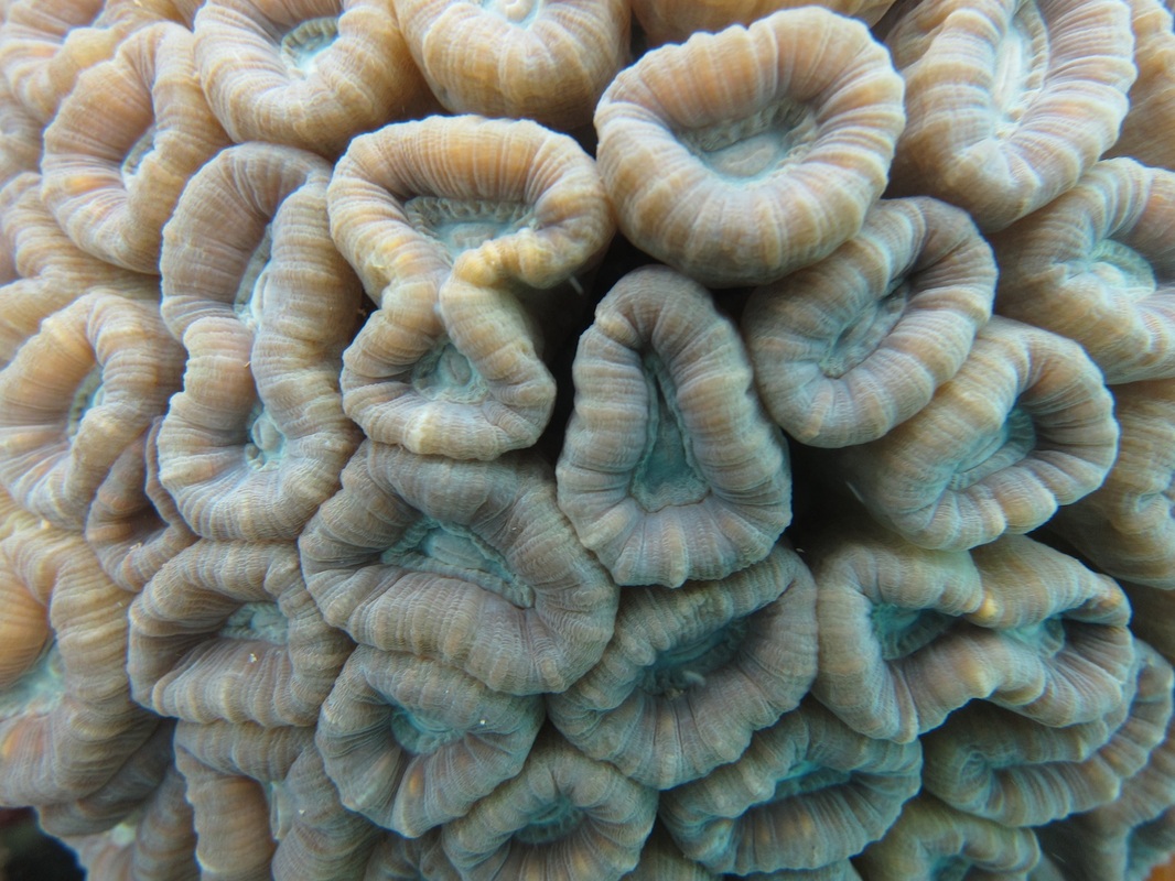 Coral Species 151
