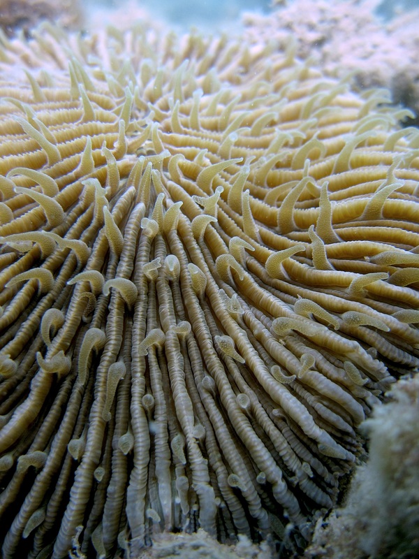 Coral Species 152