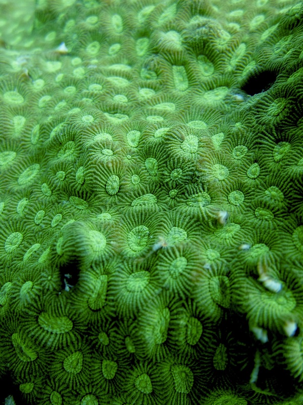 Coral Species 153
