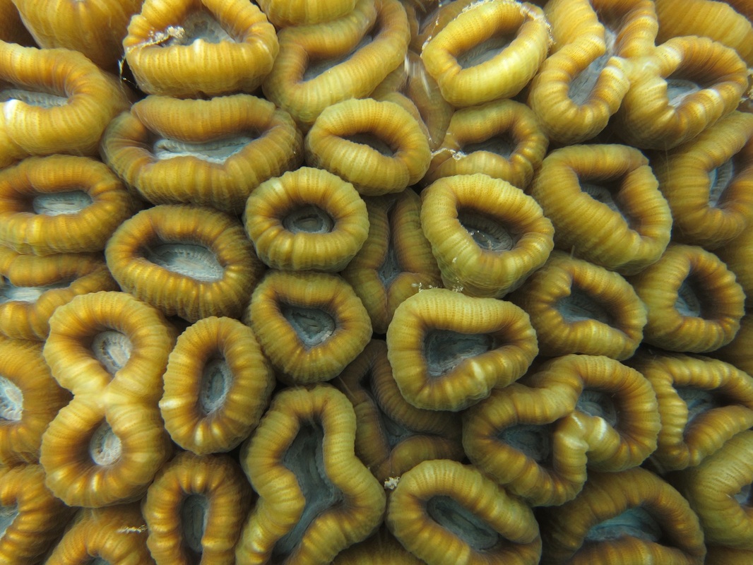 Coral Species 154