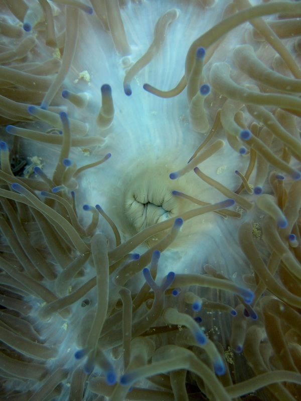 Coral Species 155
