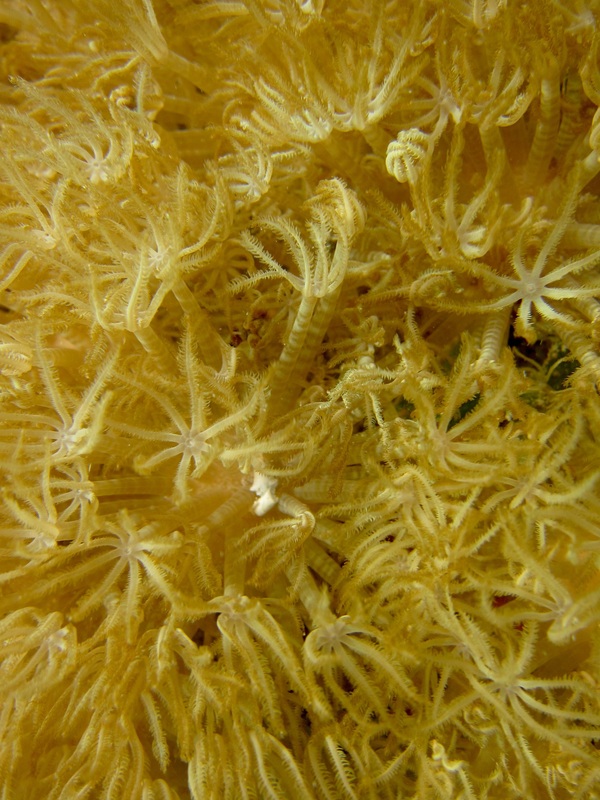 Coral Species 156