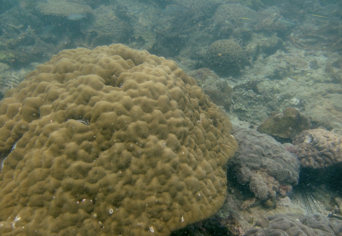 Coral Species 157
